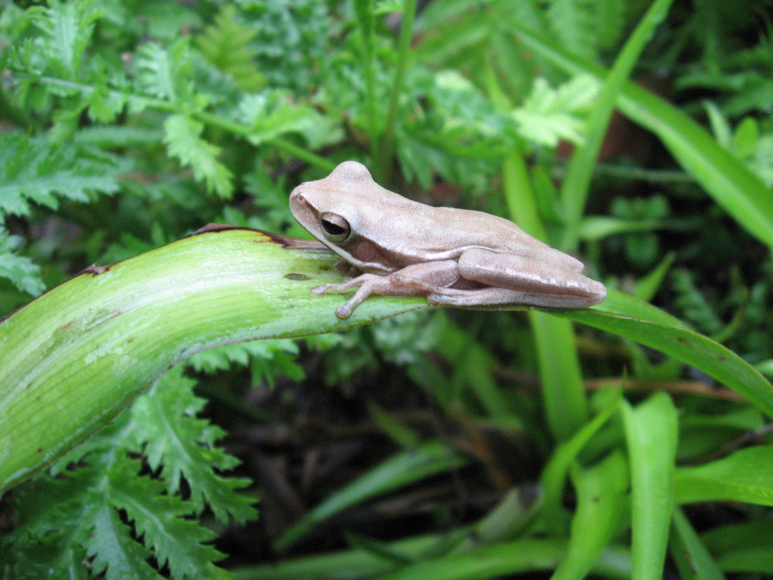 Hypsiboas pulchellus