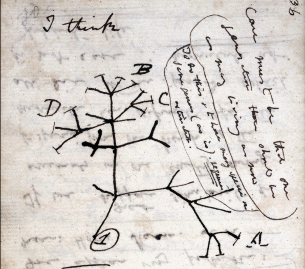 Darwin